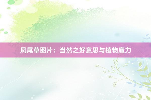 凤尾草图片：当然之好意思与植物魔力